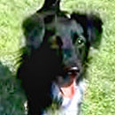 Ivy was adopted in September, 2003